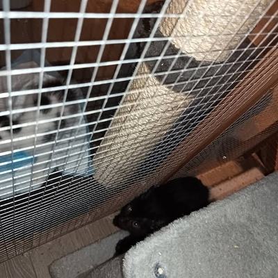 Sieben Katzenbabys im Alter von 7 bis 9 Wochen in Pflege