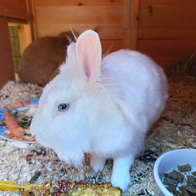 Kaninchen Shorty sucht paarweise oder zu gleichaltriger Katze