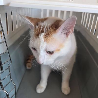 Katze Serapis sucht Zuhause