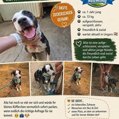 Hunde aus Ungarn suchen dringend ein Zuhause