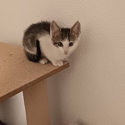 Zuhause gesucht für die schüchternen Katzen Bernhard und Medusa