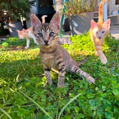 Kater Rango sucht ein Zuhause – Einzeladoption nicht erwünscht