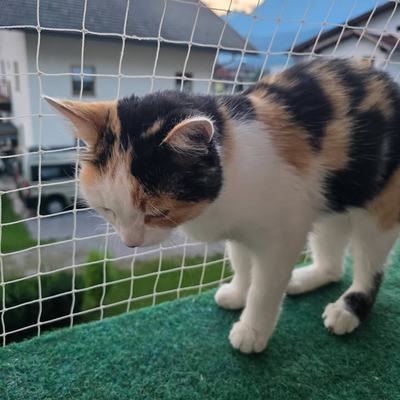 Fundkatze Erna als Einzelprinzessin sucht Besitzer