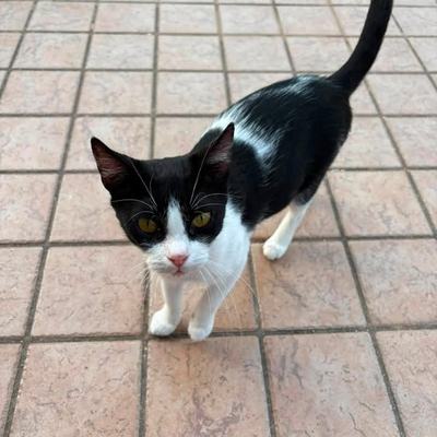 Katze Molly sucht Zuhause paarweise oder zu gleichaltriger Katze