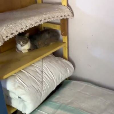 Katzenmamas mit Kitten bei Sarah auf Kreta