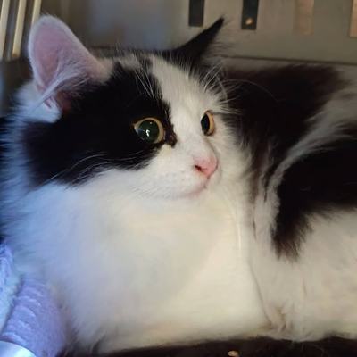 Kater Romeo sucht Zuhause als Zweitkatze
