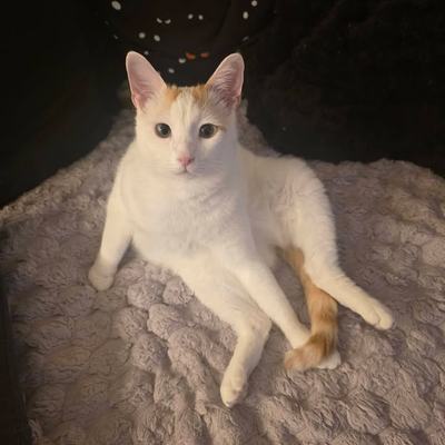 Katzenpaar Serapis & Rio nur zusammen zu vermitteln