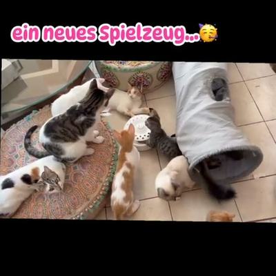 Katzen auf Kreta freuen sich über Spielzeugspenden