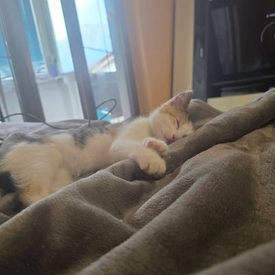 Katze Ida als energiegeladener und verschmuster Wirbelwind