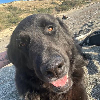 Großer schwarzer Hund auf Kreta sucht Hilfe