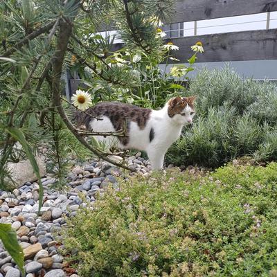 Pflegekatze Tilda glücklich im neuen Zuhause