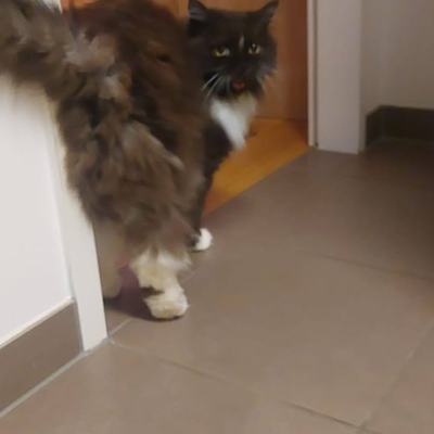 Katze Bibi 12-13 Jahre für Vermittlung an Erwachsene oder Familie
