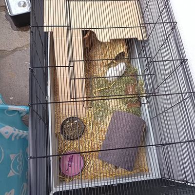 Kaninchenbabys Vermittlung durch Tierschutz Libelle
