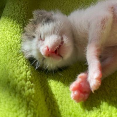 Babys der Tierschutz Kreta in Lebensfreude