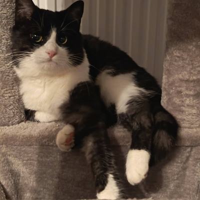 Drei zutrauliche Katzen Honey, Teddy und Koda suchen Zuhause
