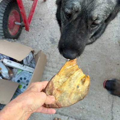 Unterstützung für Sarah und ihre Tiere auf Kreta