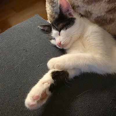 Drei Katzen zu gleichaltriger oder älterer Katze suchen Zuhause