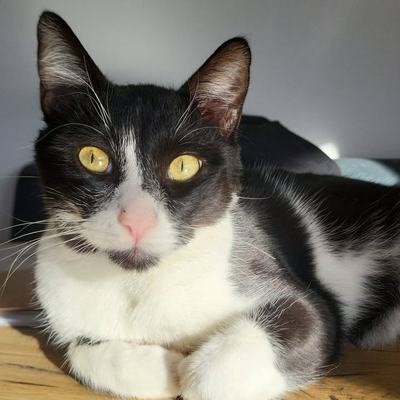 Katzenpaar Serapis & Rio nur zusammen zu vermitteln