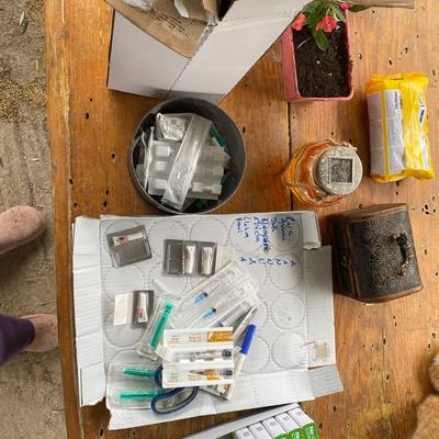 Hunde und Katzen mit Parasitenschutz auf Kreta