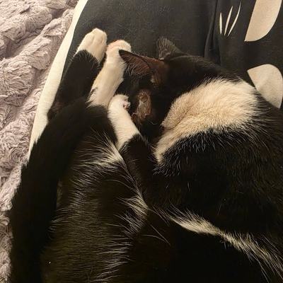 Katzenpaar Rio & Serapis sucht gemeinsames Zuhause