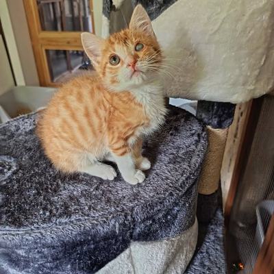 Katzenpaar Milo und Freya sucht gemeinsames Zuhause
