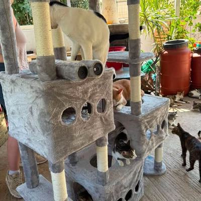 Sachspenden für Hunde und Katzen auf Kreta
