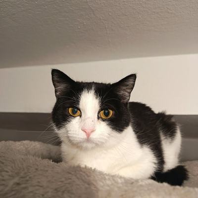Franzi, Katze, Vermittlung durch Tierschutz Libelle