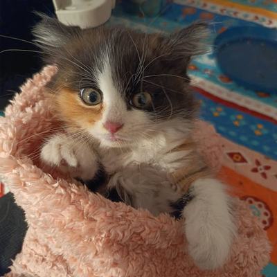 Katze Amy einzeln, Katzen Meg und Jo nur paarweise Vermittlung