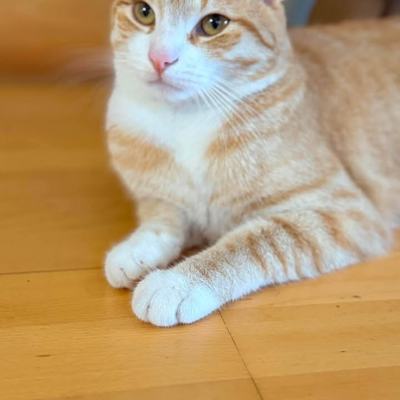 Kater Ruto sucht Zuhause mit sicherem Freigang