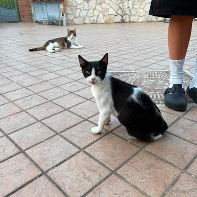 Katze Molly sucht Zuhause paarweise oder zu gleichaltriger Katze