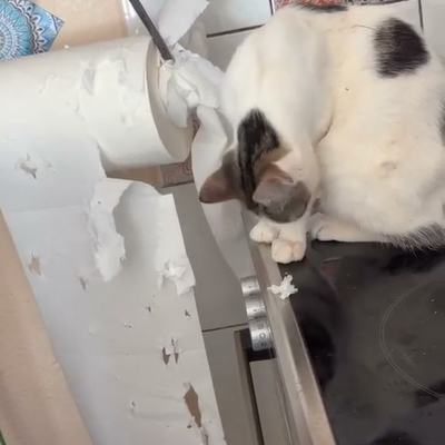 Katze spielt neugierig mit Küchenrolle im Haushalt
