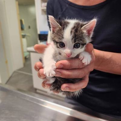 Katze Freya wird aktuell nicht vermittelt