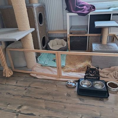Katzenbabys Tick, Trick und Track entdecken neuen Auslauf