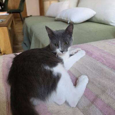 Katze Hazel sucht Zuhause zu gleichaltriger Zweitkatze