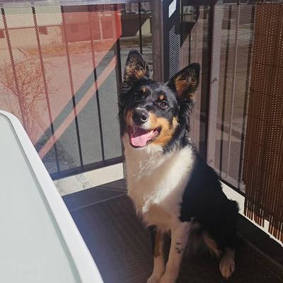 Hundesalon Tiroler Unterland Styling4Wuff in Schwaz
