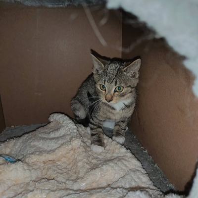 Katze Mirabelle sucht Vermittlung zu gleichaltriger Katze