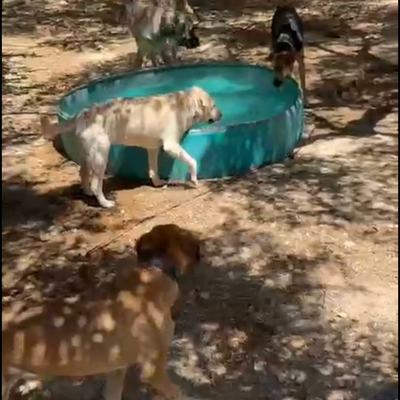 Gerettete Hunde auf Kreta im neuen Alltag