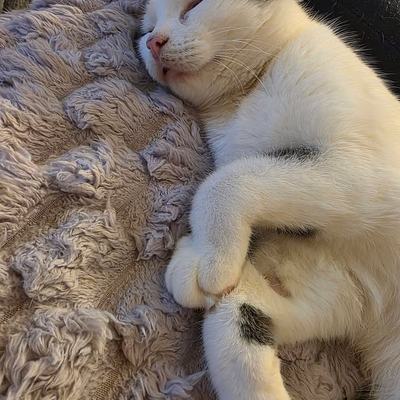 Drei Katzen zu gleichaltriger oder älterer Katze suchen Zuhause