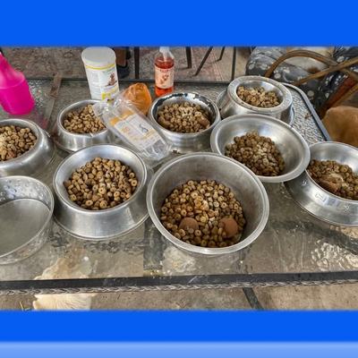 Dringender Spendenaufruf für Futterkosten großer Hunde