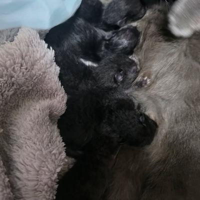 Katzenmutter Luna mit fünf schwarzen Kätzchen