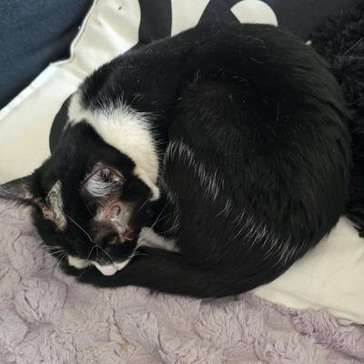 Katze Rio auf Genesung – späteres Zuhause gesucht