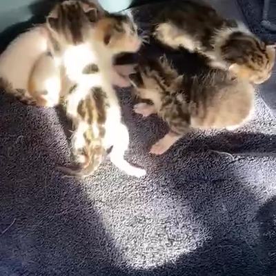 Katzenwelpen tapsen neugierig durch ihre neue Welt