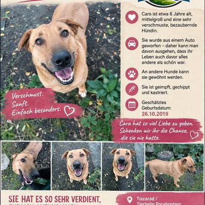 Hunde aus Ungarn suchen dringend ein Zuhause