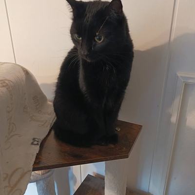 Mina und Nelly, Katzen, suchen ein Zuhause