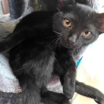 Schwarze Katzenzwillinge Hanni und Nanni nur zusammen abzugeben
