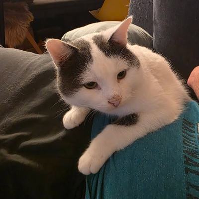 Drei Katzen zu gleichaltriger oder älterer Katze suchen Zuhause