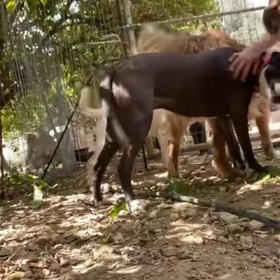 Erster Kontakt eines neuen Hundes im Rudel