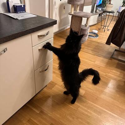 Maine-Coon-Katzen Amy & Daisy – Vermittlung aus Wattens
