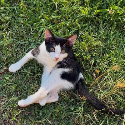 Kater Rio sucht Zuhause gemeinsam mit Mama Molly