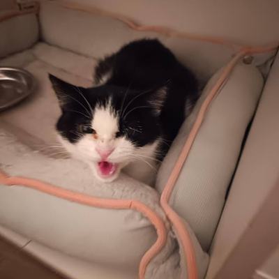 Spendenaufruf für Katze Franzi zur lebensrettenden Therapie